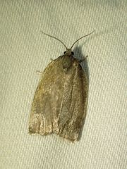 Choristoneura conflictana