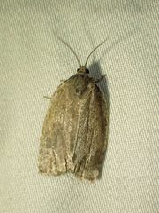 Choristoneura conflictana