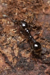 Chelaner antarcticus