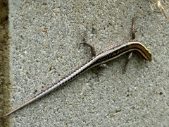 Cryptoblepharus virgatus