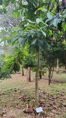 Magnolia odora