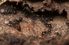 Chelaner antarcticus