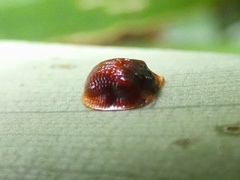 Image of Spaethiella miniata