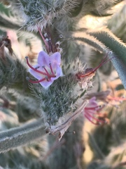 Echium glomeratum