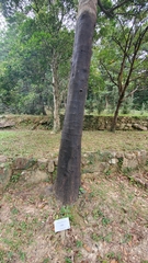 Cinnamomum cassia