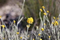Conostylis candicans candicans