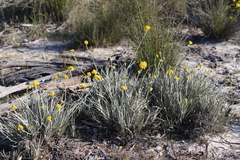 Conostylis candicans candicans