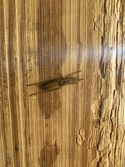 Belocephalus