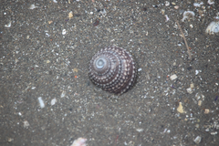 Tegula quadricostata