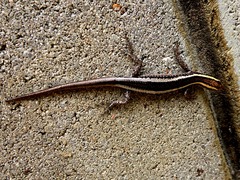 Cryptoblepharus virgatus