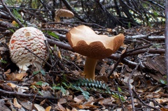 Chalciporus
