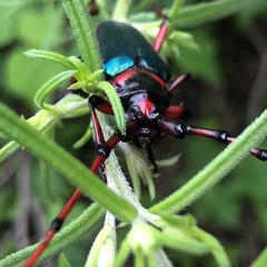 Stenaspis verticalis