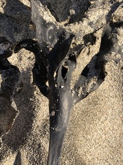 Laminaria setchellii