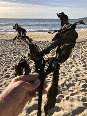 Laminaria setchellii