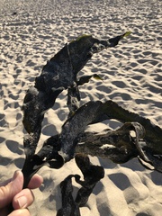 Laminaria setchellii