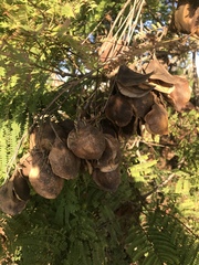 Jacaranda mimosifolia
