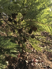 Jacaranda mimosifolia