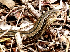 Ctenotus robustus