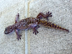 Oedura