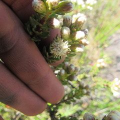 Baccharis tricuneata