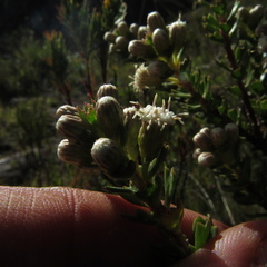 Baccharis tricuneata