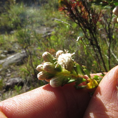 Baccharis tricuneata