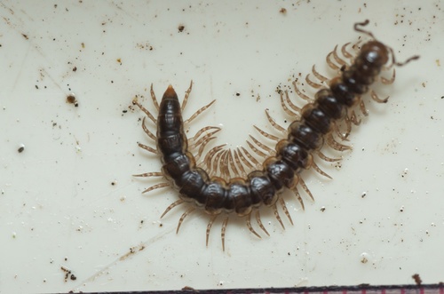 Dalodesmidae