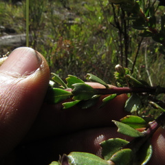Baccharis tricuneata