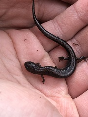 Plethodon dorsalis