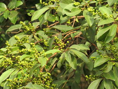 Schinus terebinthifolia