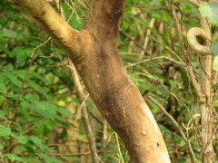 Schinus terebinthifolia