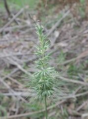 Echinopogon caespitosus