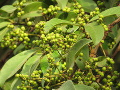 Schinus terebinthifolia