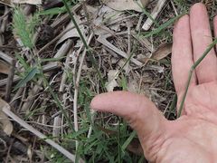 Echinopogon caespitosus