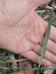 Echinopogon caespitosus