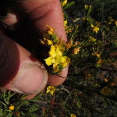Hypericum juniperinum