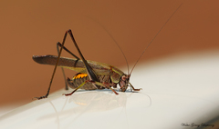 Enthephippion olivaceum