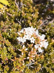 Epacris serpyllifolia