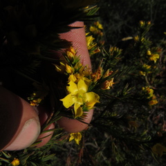Hypericum juniperinum
