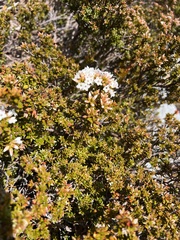 Epacris serpyllifolia