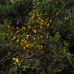 Hypericum juniperinum