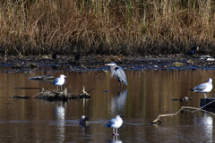 Ardea herodias