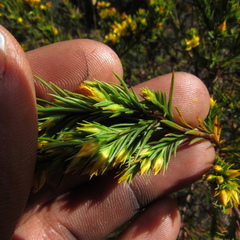 Hypericum juniperinum