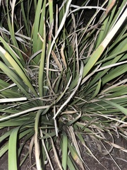 Iris foetidissima