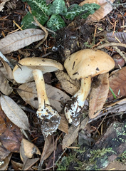Cortinarius talus
