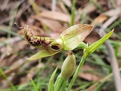 Calochilus robertsonii
