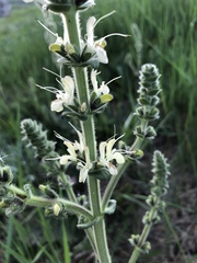 Salvia austriaca