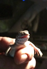 Callisaurus draconoides ventralis