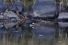 Lophodytes cucullatus