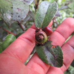 Symplocos theiformis